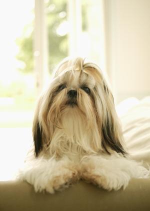 信頼と実績のシロアリ駆除サービス｜アサンテで即日対応・土日祝も受付