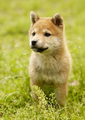 チワワを飼うなら専門店がおすすめです