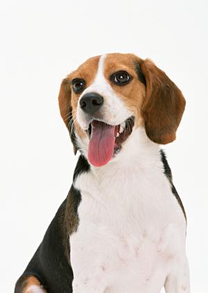 犬の肉球に傷が付かないようにケア