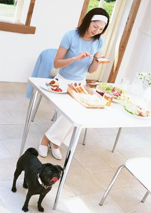 札幌西区にある24時間対応の緑の森どうぶつ病院 ? 犬・猫専門のリラックス環境と最新医療設備を提供